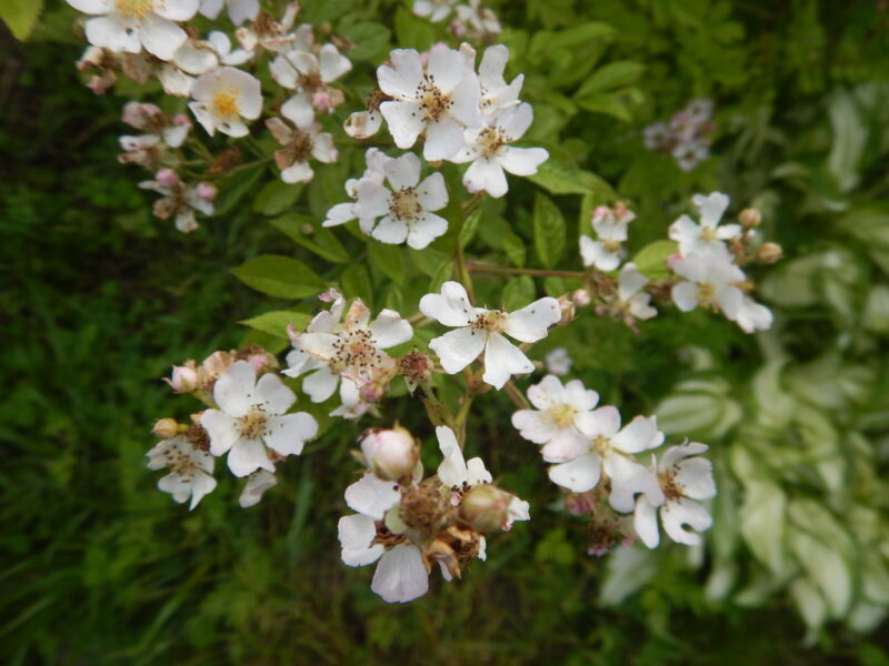 トゲなしノイバラの赤い実と白い花