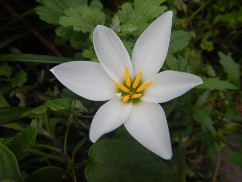 タマスダレ 玉簾 は ヒガンバナ科の多年草で 白い花を咲かせます