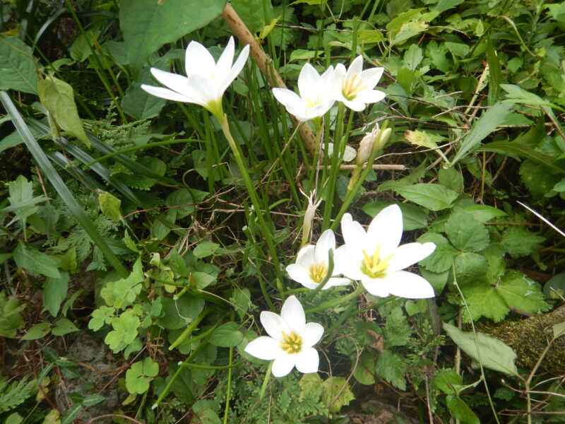 タマスダレ 玉簾 は ヒガンバナ科の多年草で 白い花を咲かせます