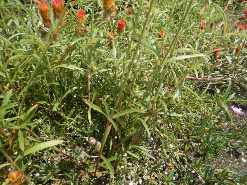 キバナセンニチコウの茎と葉