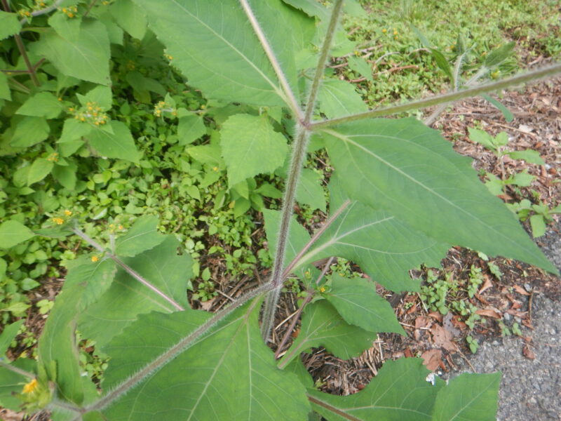 メナモミの茎