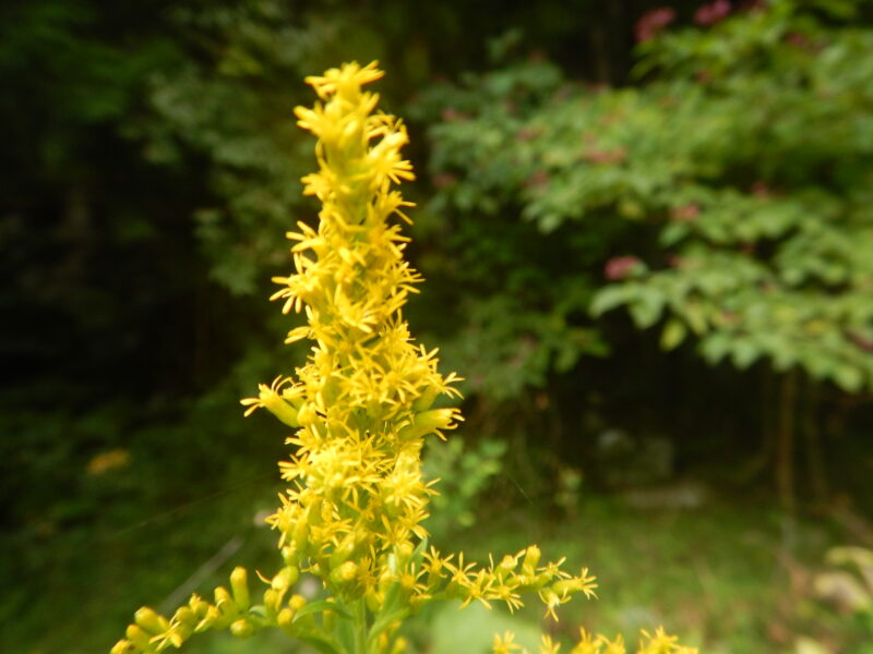 セイタカアワダチソウ 背高泡立草 の黄色い花