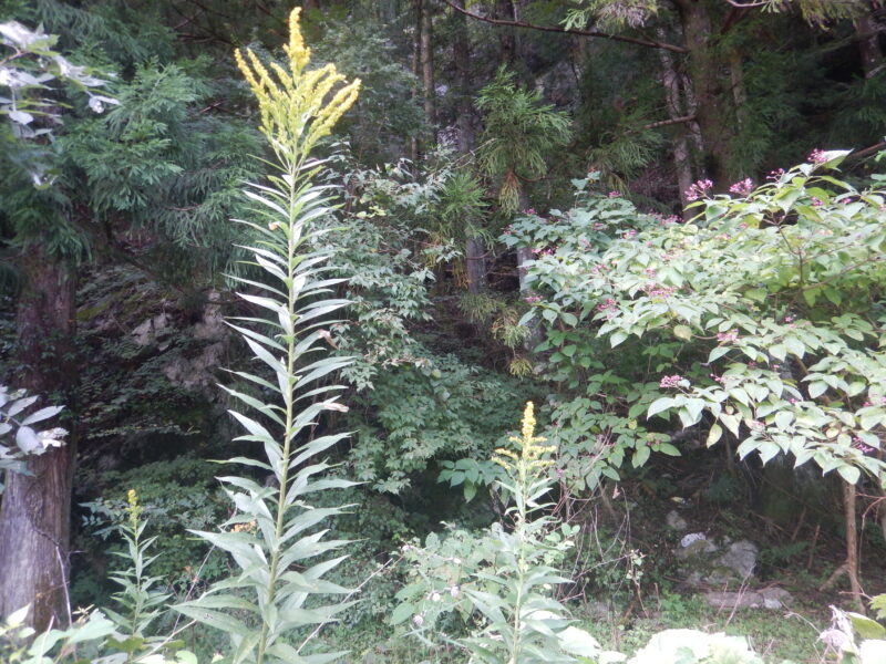 セイタカアワダチソウ 背高泡立草 の黄色い花