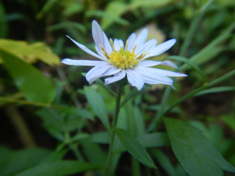 ヨメナ 嫁菜 の薄紫の花