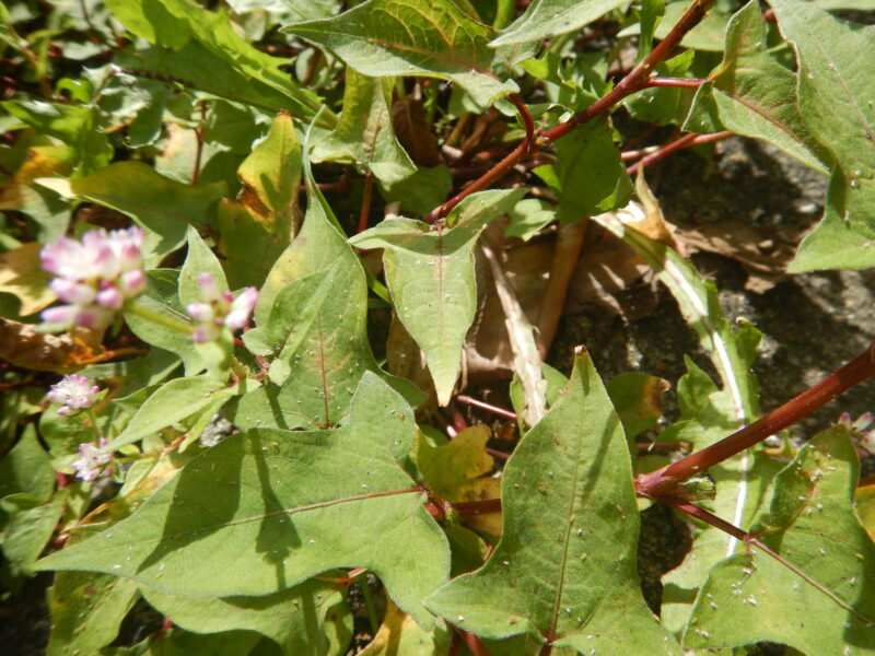ミゾソバの茎と葉