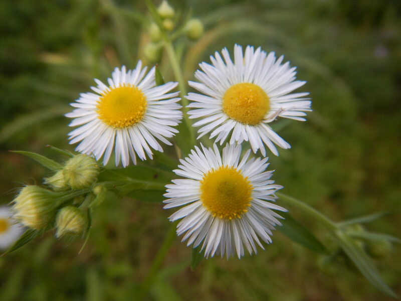 ヒメジョオン 姫女菀 の白い花