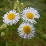 ヒメジョオンの花