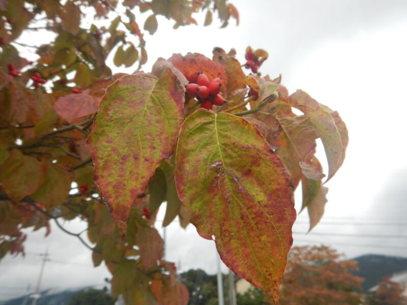 春にきれいな花が咲くハナミズキ 花水木 は 秋に赤い実をつけます