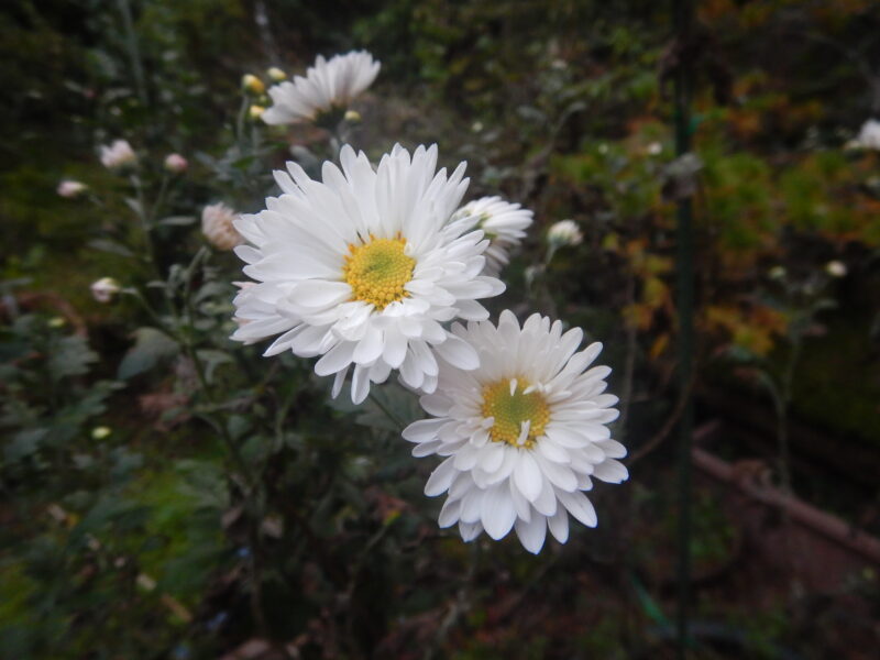 10月に庭で咲く花たち 菊 桔梗 モチツツジ