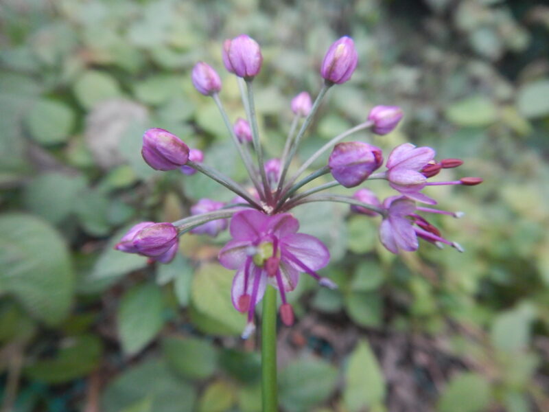 ラッキョウ 辣韮 の紫いろの花