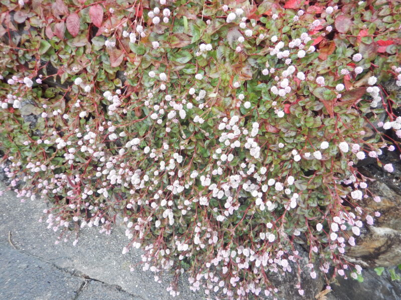 道端で咲くたくさんのヒメツルソバ