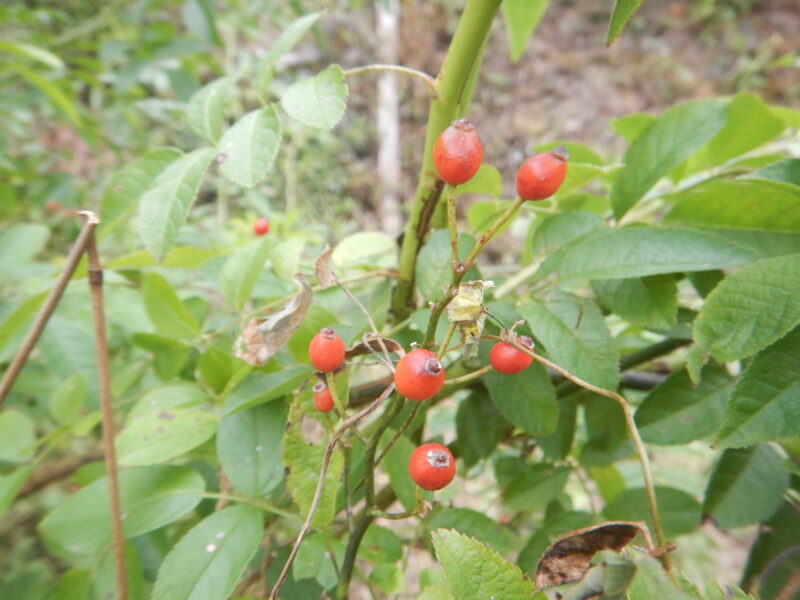 トゲなしノイバラの赤い実と白い花