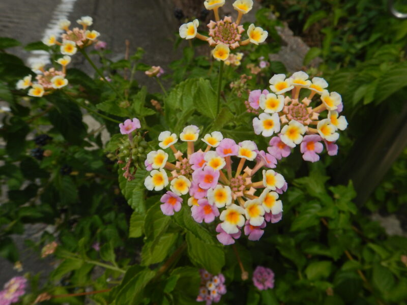 ランタナの花々