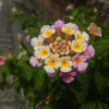 ランタナの花