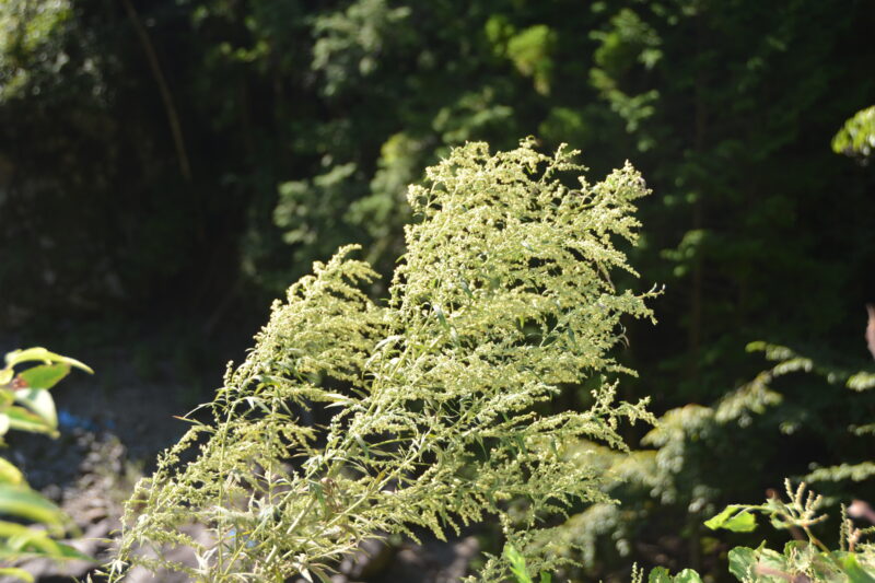 ハーブの女王と呼ばれる ヨモギ 蓬 の花