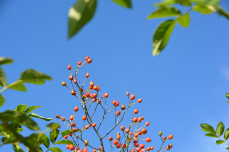 トゲナシノイバラ