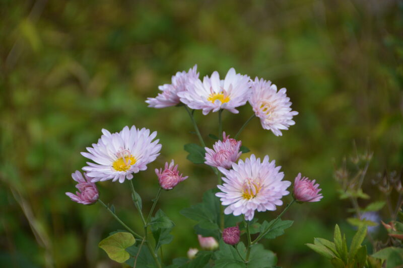10月に庭で咲く花たち 菊 桔梗 モチツツジ 10月に庭で咲く花たち 菊 桔梗 モチツツジ