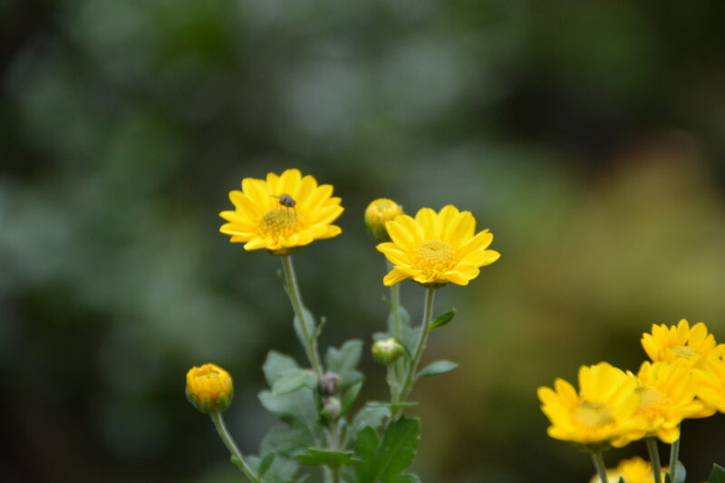 黄いろい花