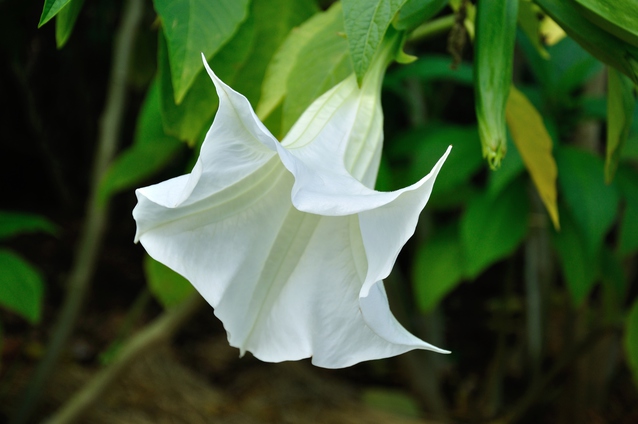 エンジェルトランペットの白い花
