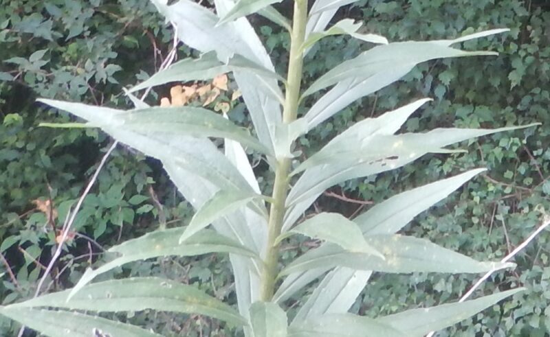 セイタカアワダチソウの葉と茎
