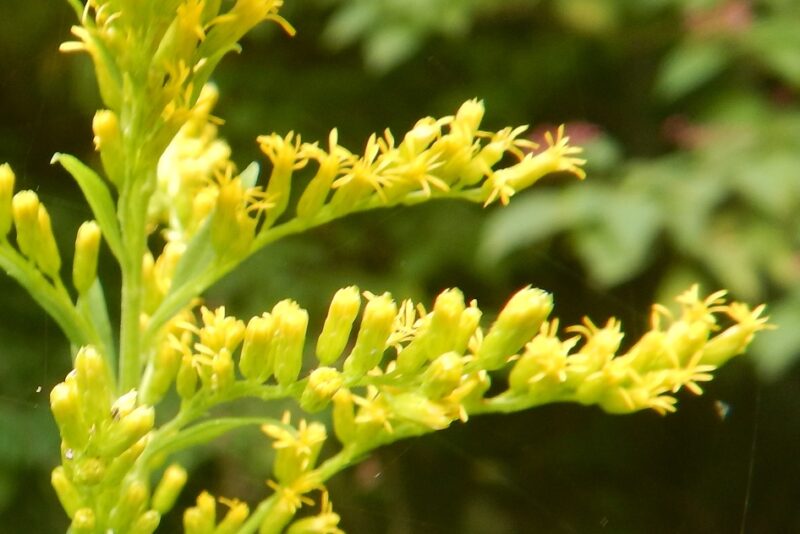 セイタカアワダチソウの花