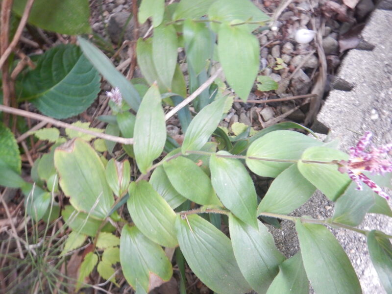 ホトトギスの茎と葉