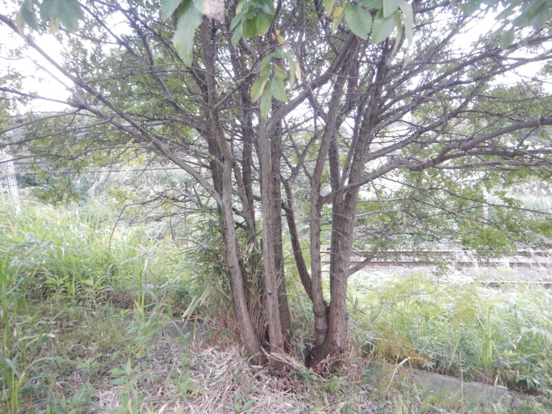 アキニレの樹