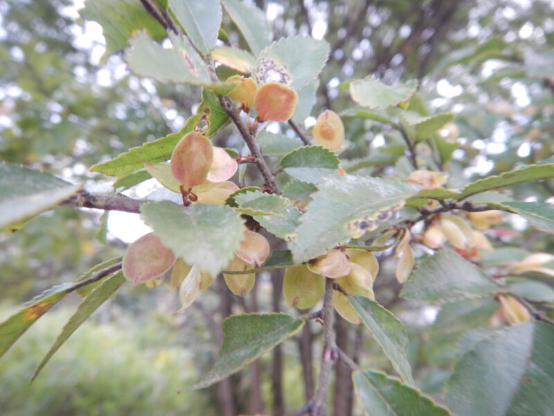 アキニレ 秋楡 は秋に花が咲き 10 11月ごろに実が熟します