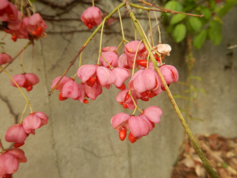 春に薄緑の花が咲き 秋に実から赤い種がでてくるマユミ 壇 真弓