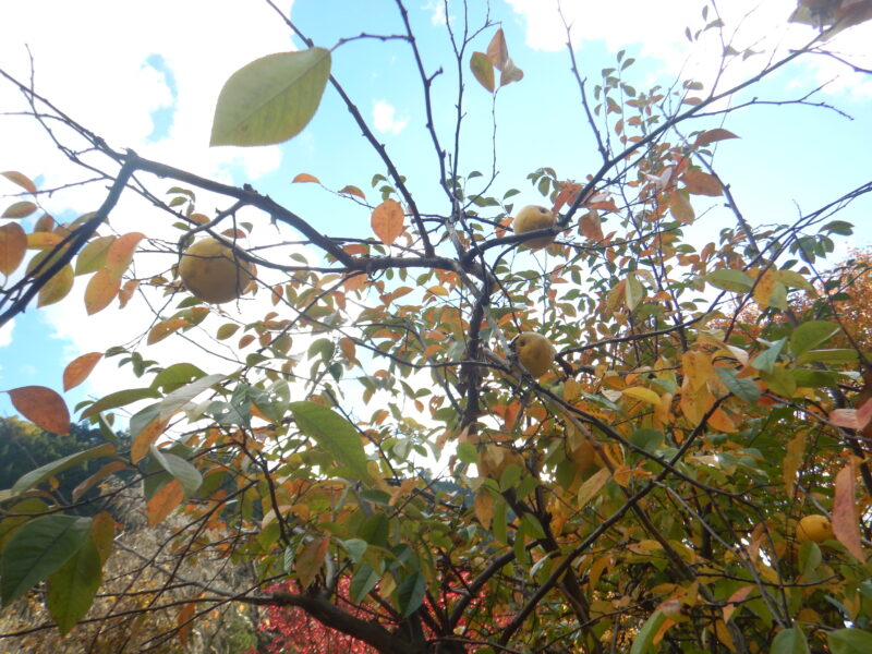 大きな実が黄色く熟すカリン(花梨)