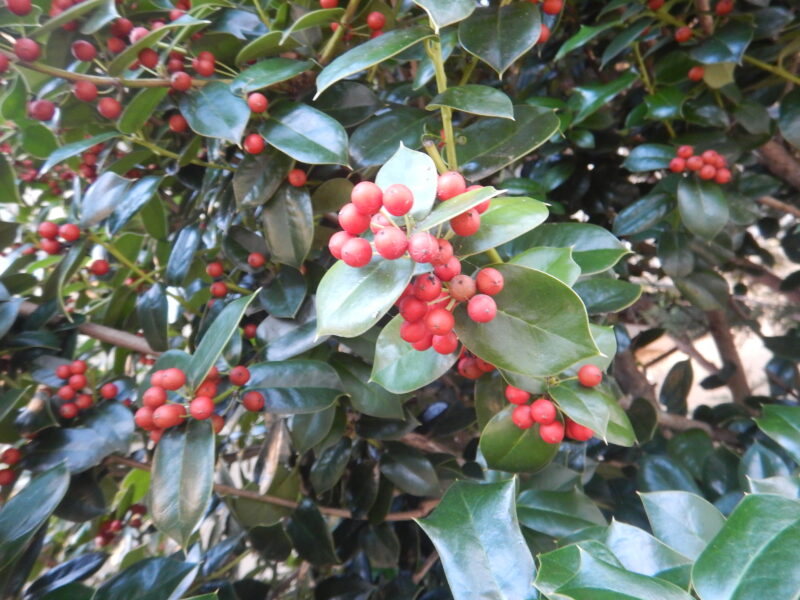 セイヨウヒイラギ（西洋柊、別名：クリスマス ホ－リー）の赤い実