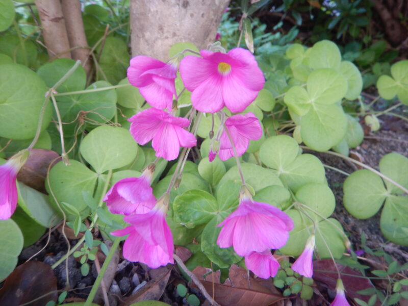 ハナカタバミの花