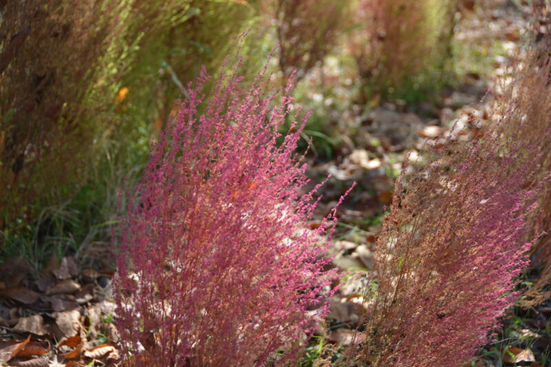 道路沿いの花壇で育てられたコキア