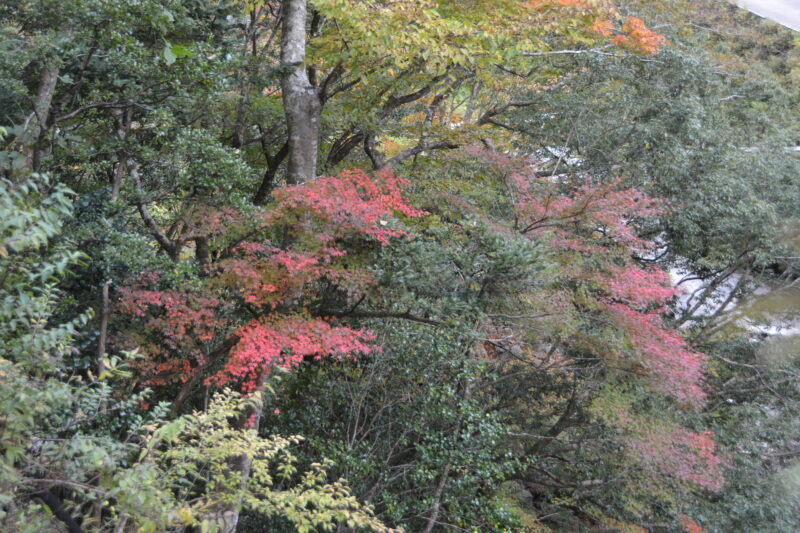 樹々の中のモミジの紅葉