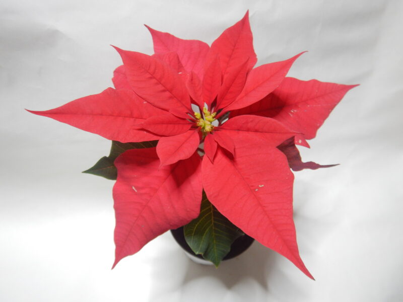 ポインセチアの赤い花