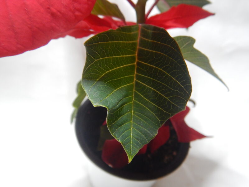 ポインセチアの赤い花