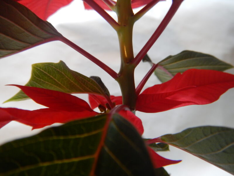 ポインセチアの赤い花