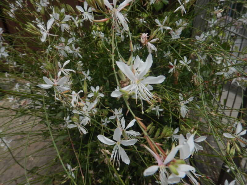 ガウラ（ハクチョウソウ：白蝶草）に咲く蝶のような白い花