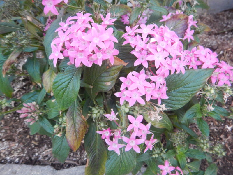 星の形をしたペンタス クササンタンカ のピンクの花