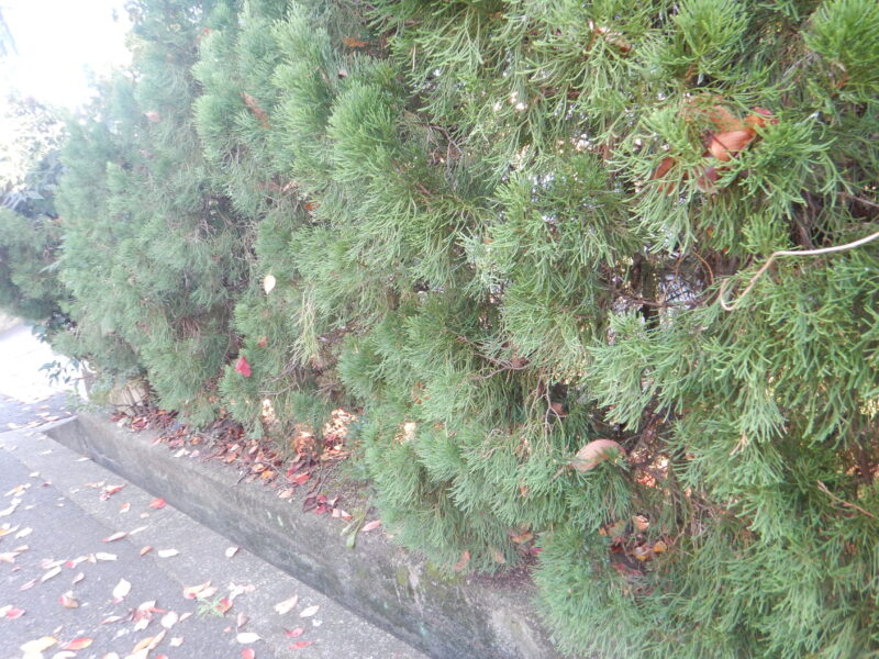 生垣や庭木に植えられるカイズカイブキ 貝塚伊吹 生垣や庭木に植えられるカイズカイブキ 貝塚伊吹