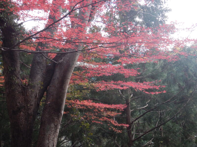 水平な枝の紅葉