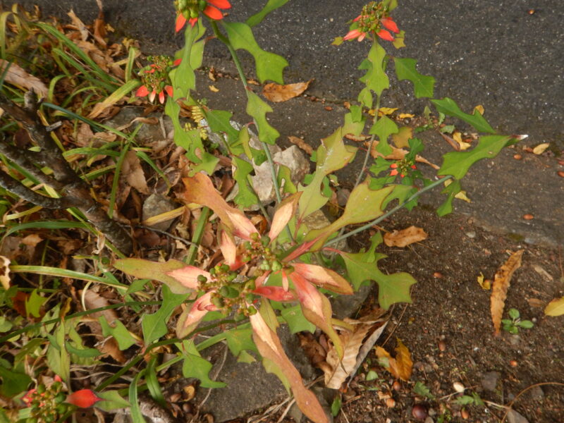 ショウジョウソウの茎と葉