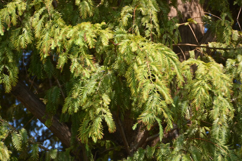 近くで見るメタセコイアの葉