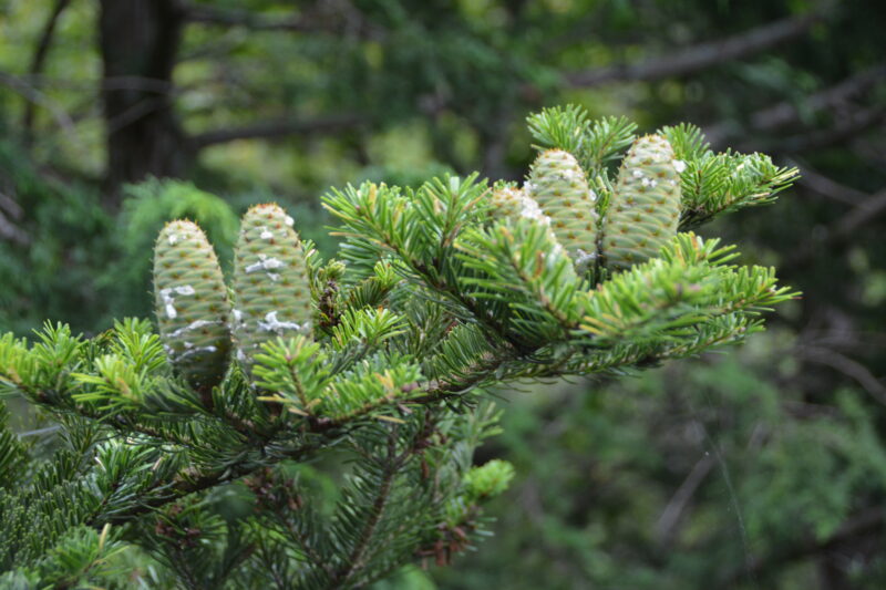 日本固有種のシラビソ 白檜曽 の松ぼっくり