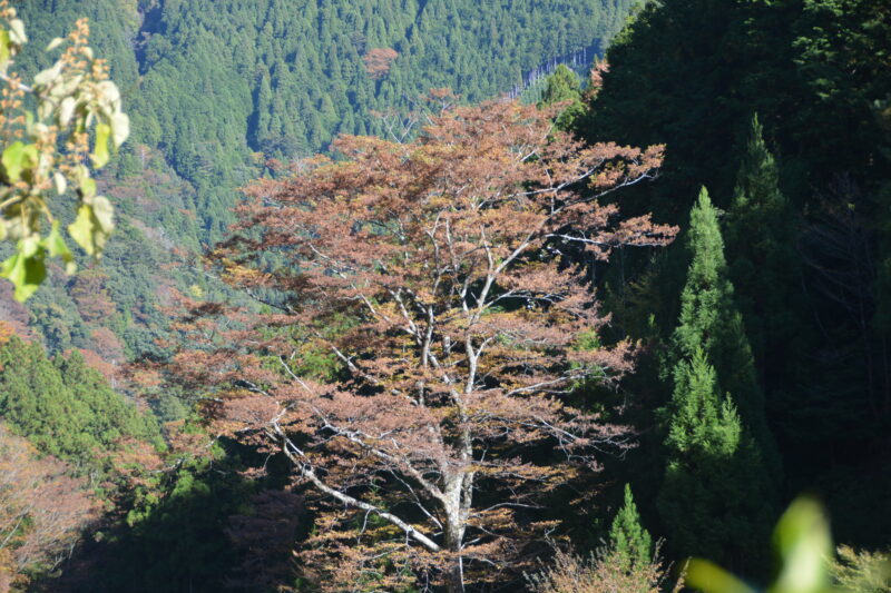 ケヤキの紅葉