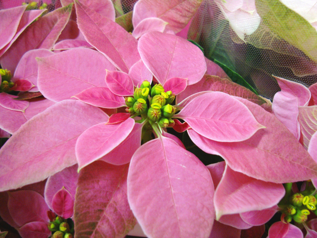 ポインセチアの赤い花