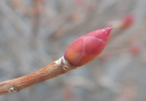 ドウダンツツジの冬芽と果実