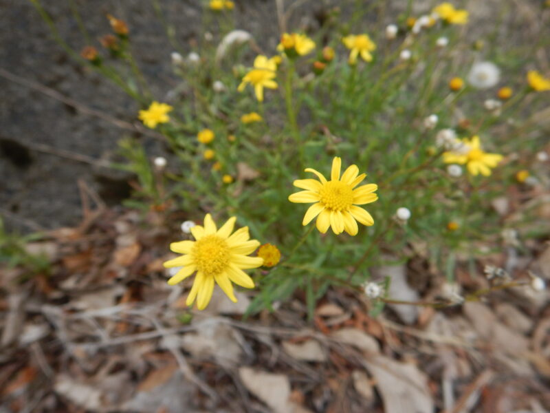 ナルトサワギクの黄色い花