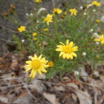 ナルトサワギクの花