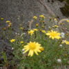 ナルトサワギクの黄色い花
